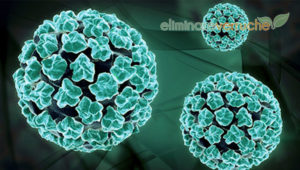 papilloma virus